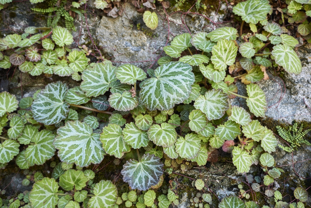 Saxifraga stolonifera