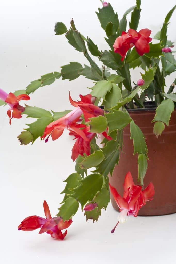 Schlumbergera bridgesii