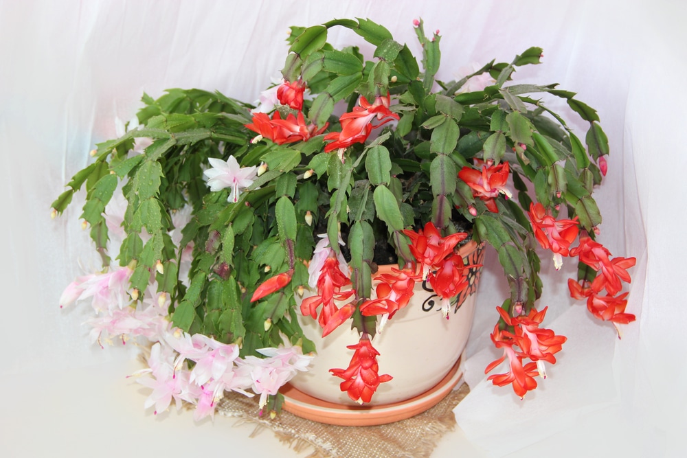 Schlumbergera truncata