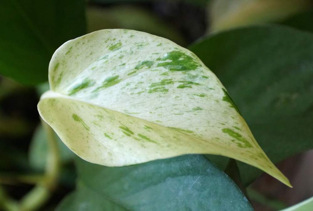 Snow Queen pothos - Epipremnum aureum 'Snow Queen'