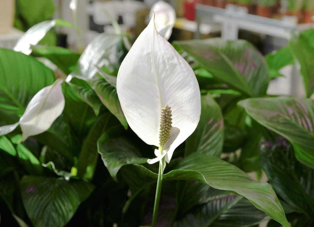 Spathiphyllum wallisii