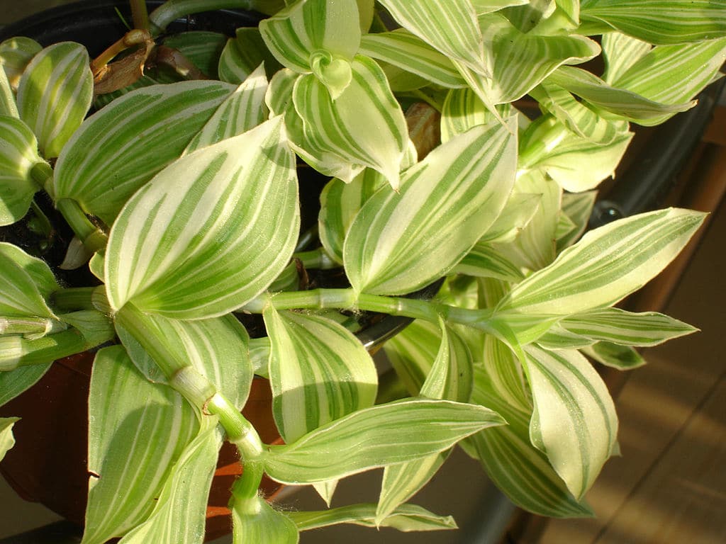 Spiderwort Nanouk