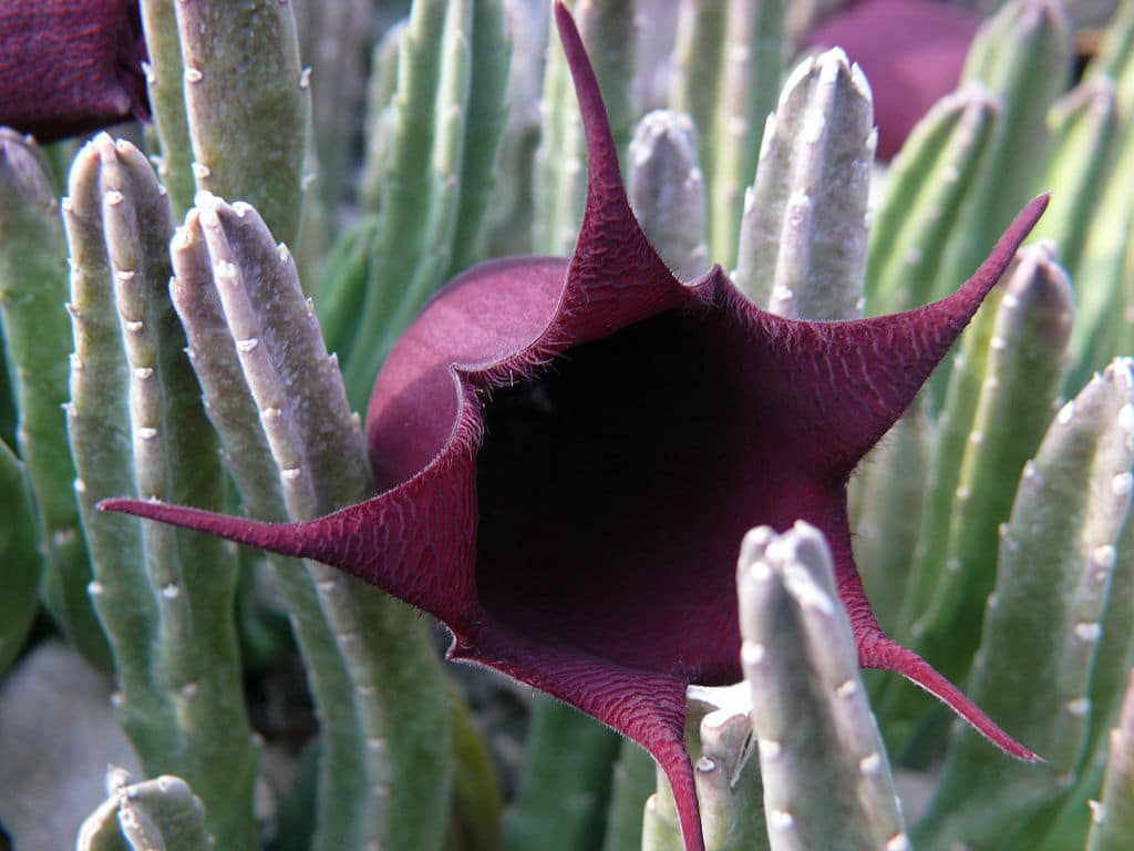 Stapelia leendertziae