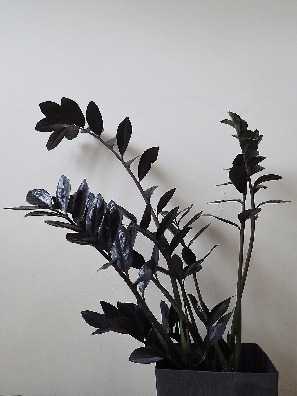 15 Awesome Black Houseplants (Species Guide) | Just Houseplants