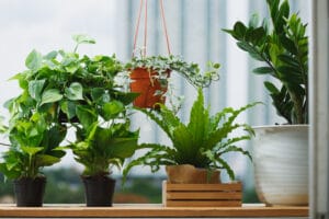 easy houseplants