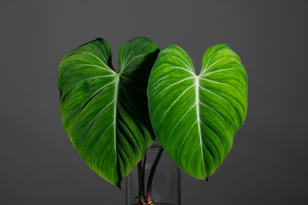 philodendron gloriosum