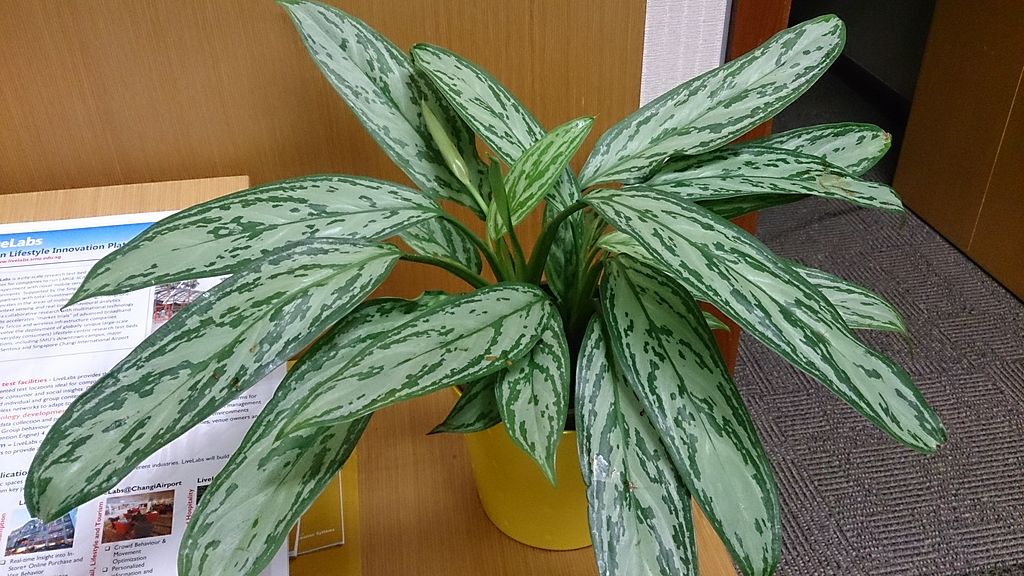 Aglaonema nitidum