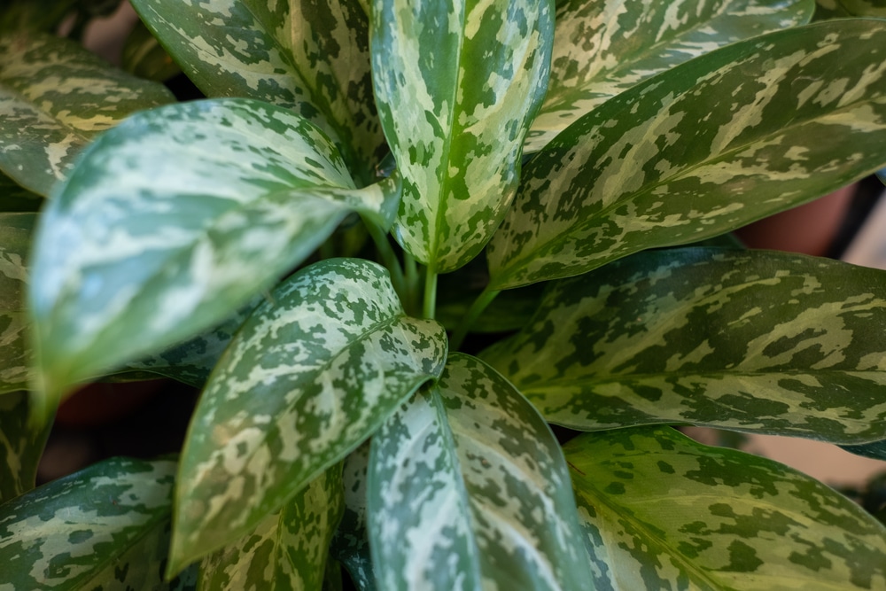 Aglaonema