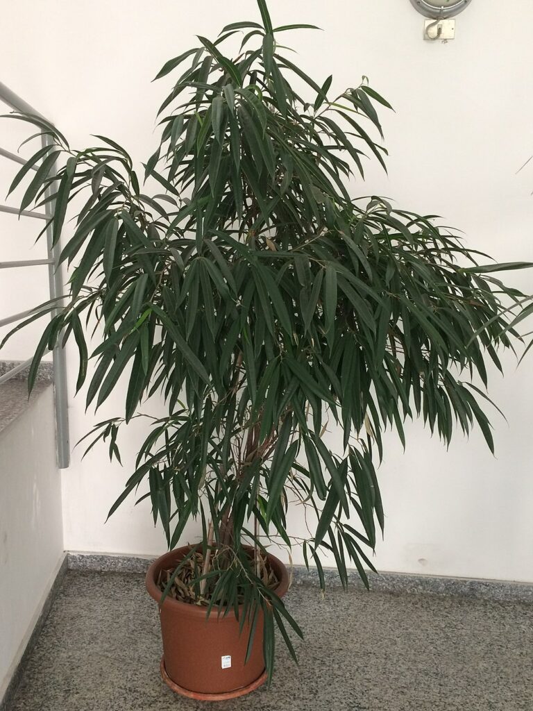 Alii Ficus