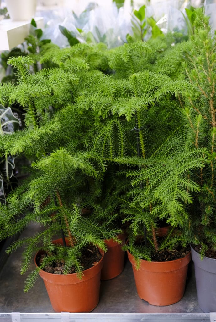 Araucaria heterophylla