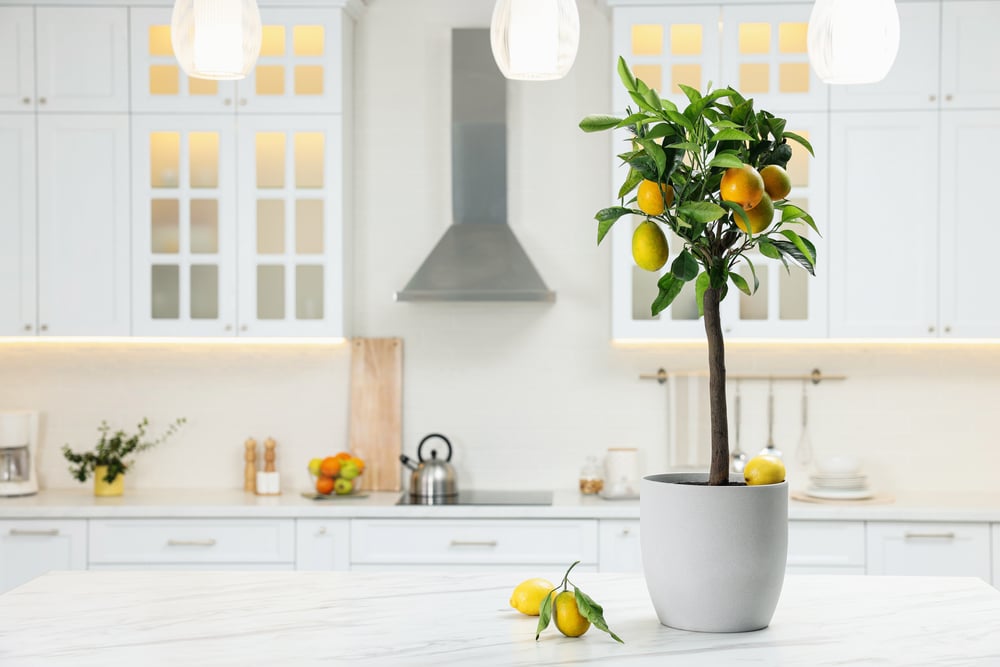 Potted lemon tree