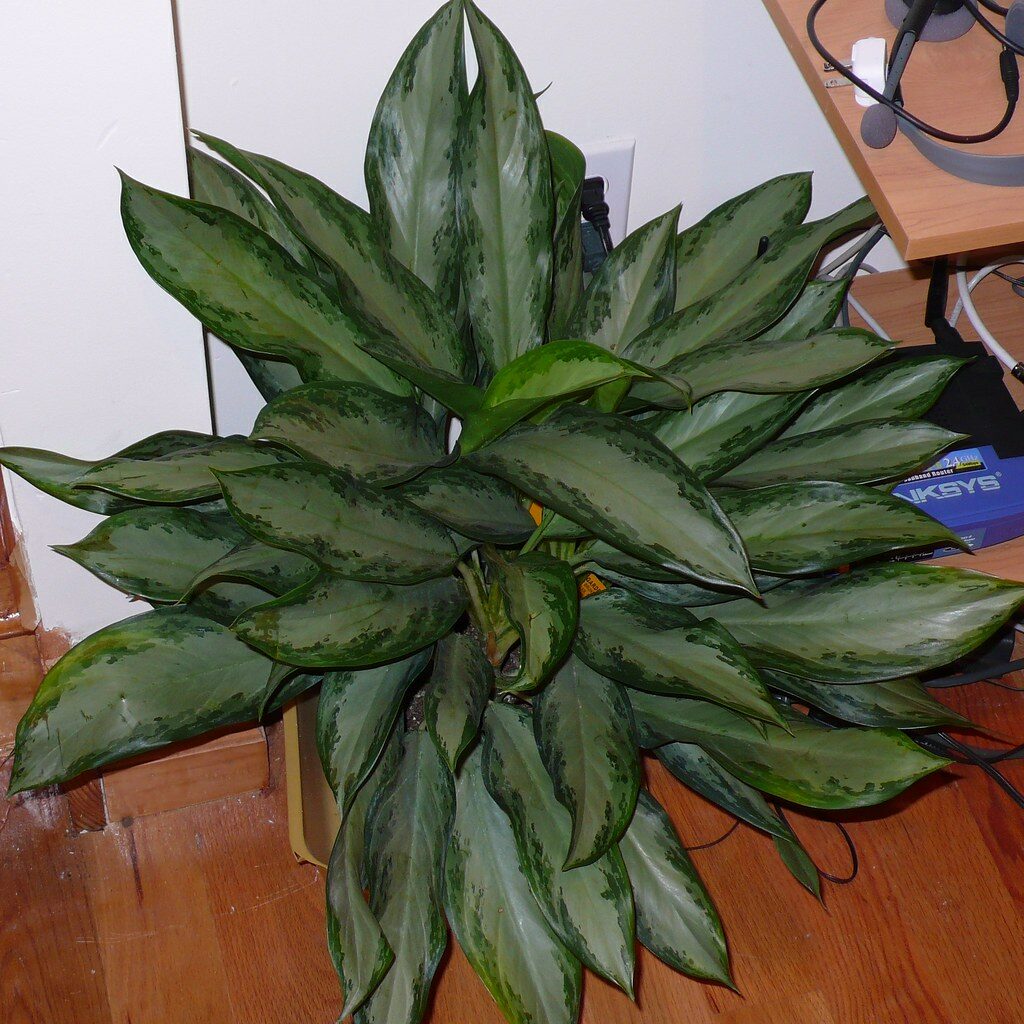 Diamond Bay Aglaonema