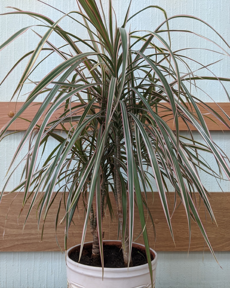 Dracaena marginata