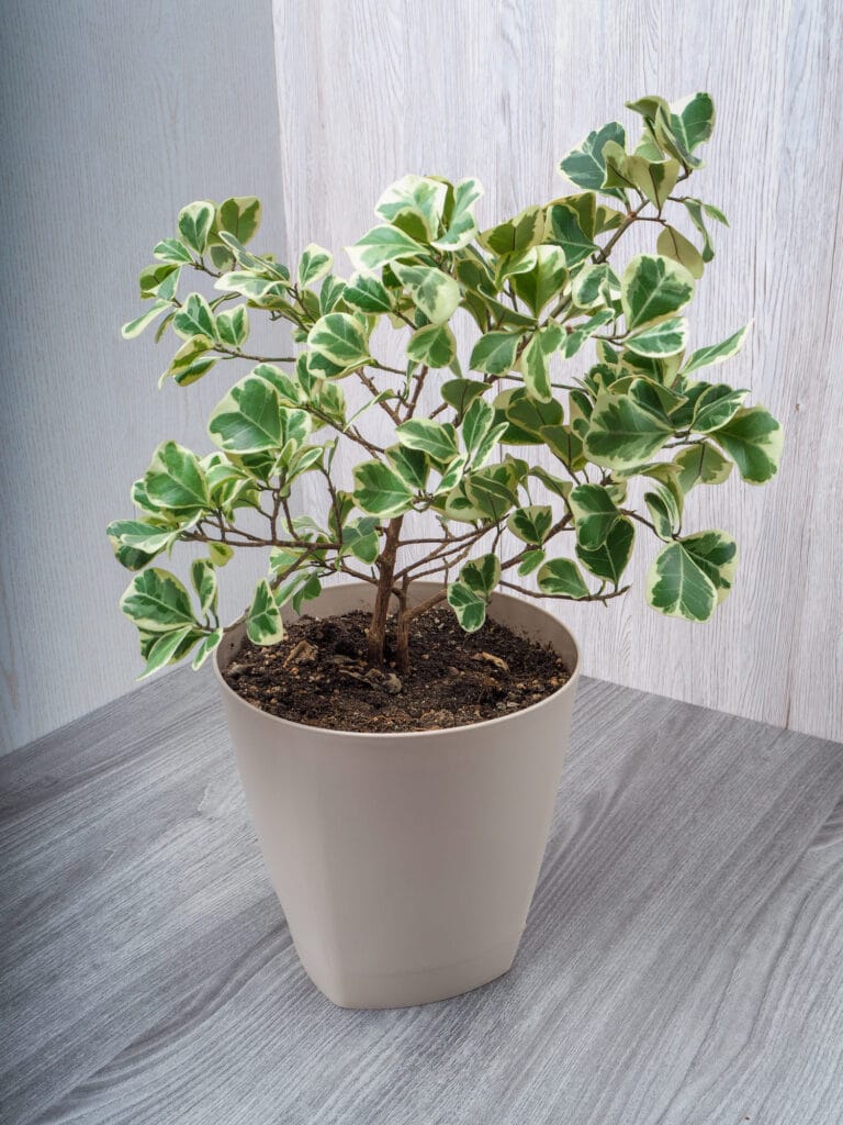 Ficus triangularis