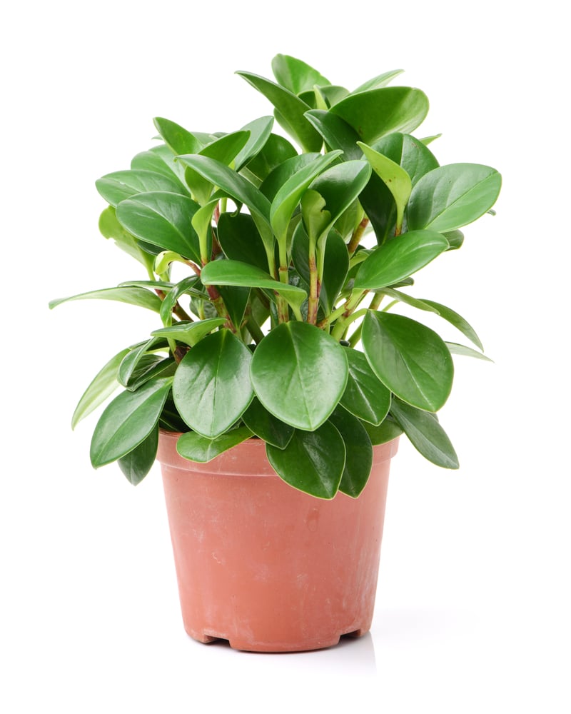 Peperomia Obtusifolia