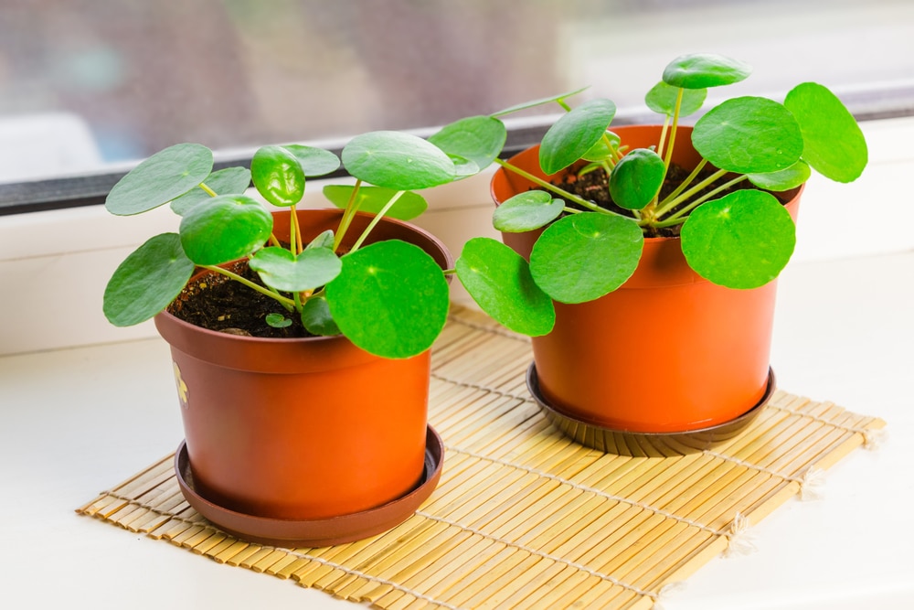 Pilea peperomioides