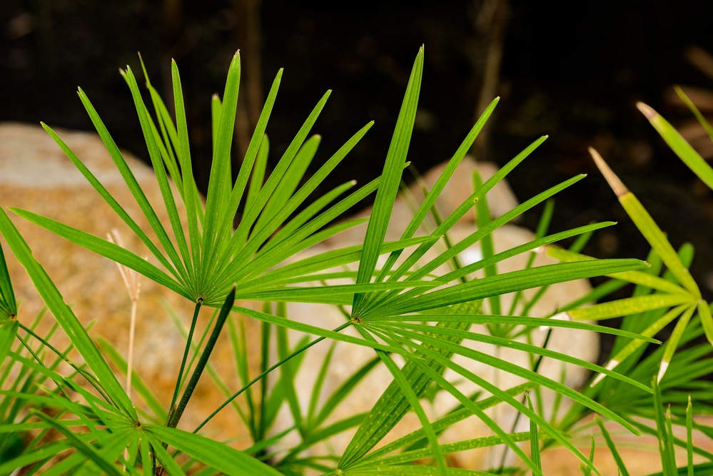 Rhapis excelsa