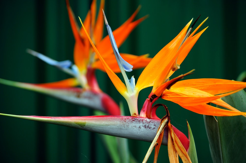 Strelitzia reginae