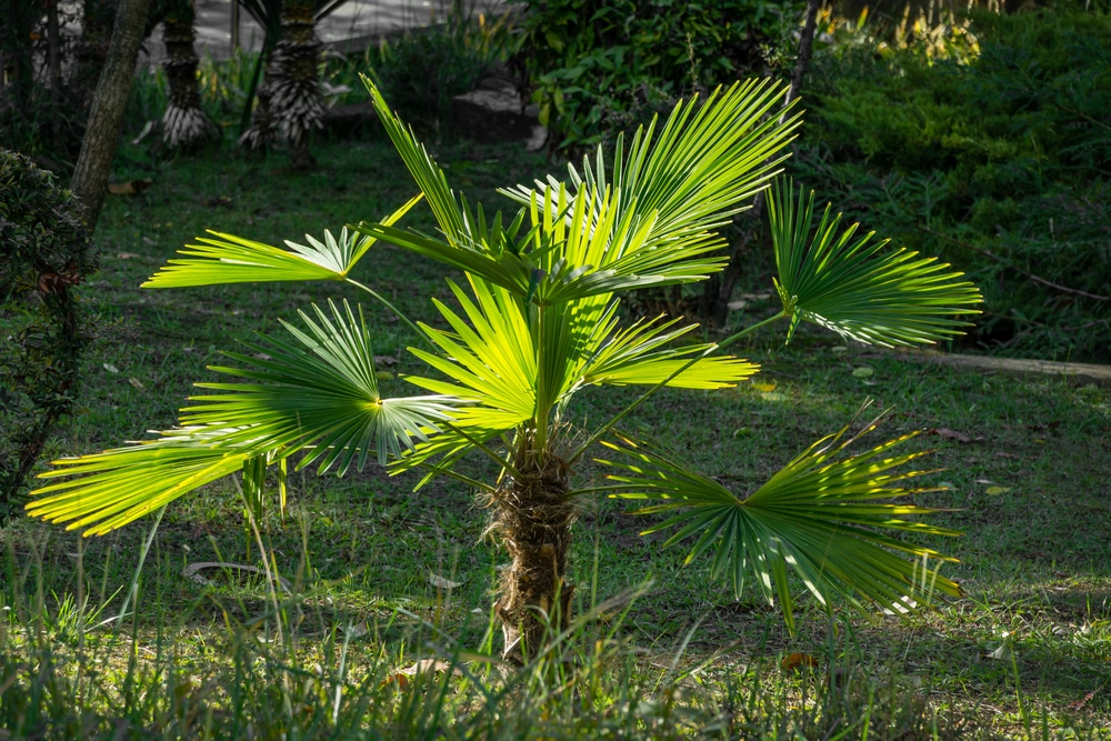 Trachycarpus fortunei