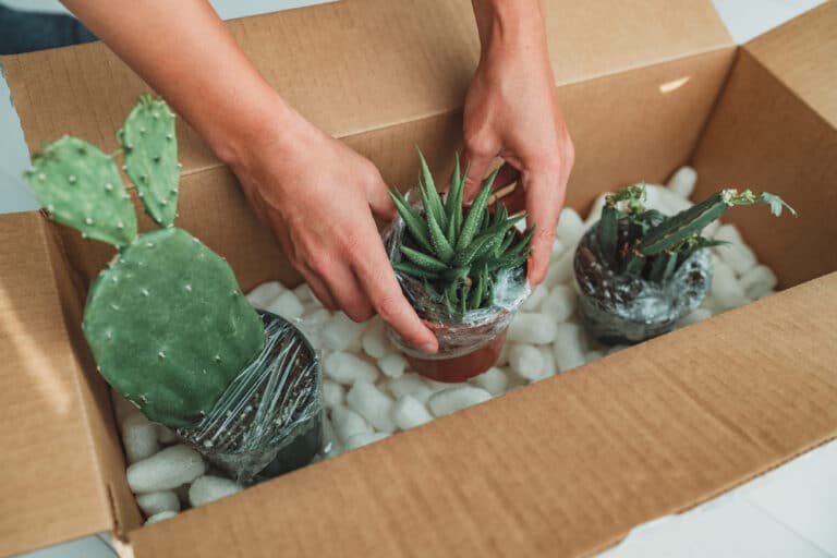5 Best Places to Buy Houseplants Online Just Houseplants