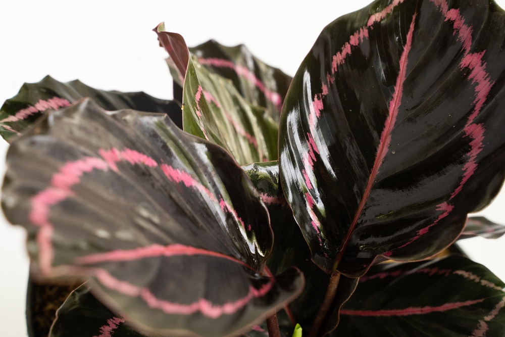 calathea Dottie