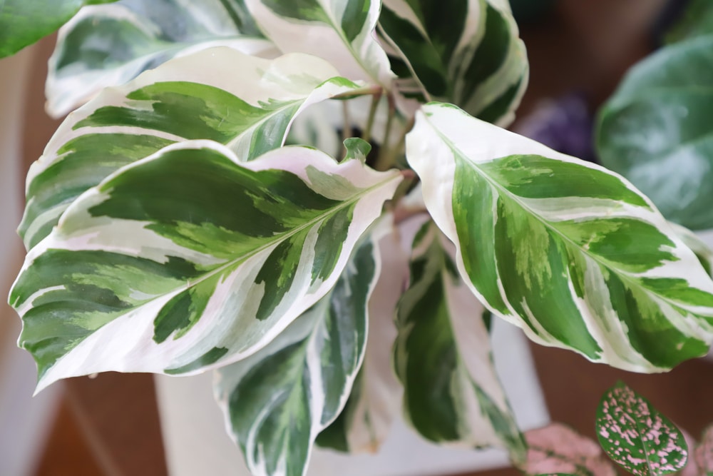 calathea White Fusion