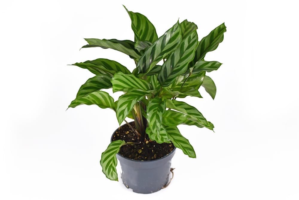 calathea freddie