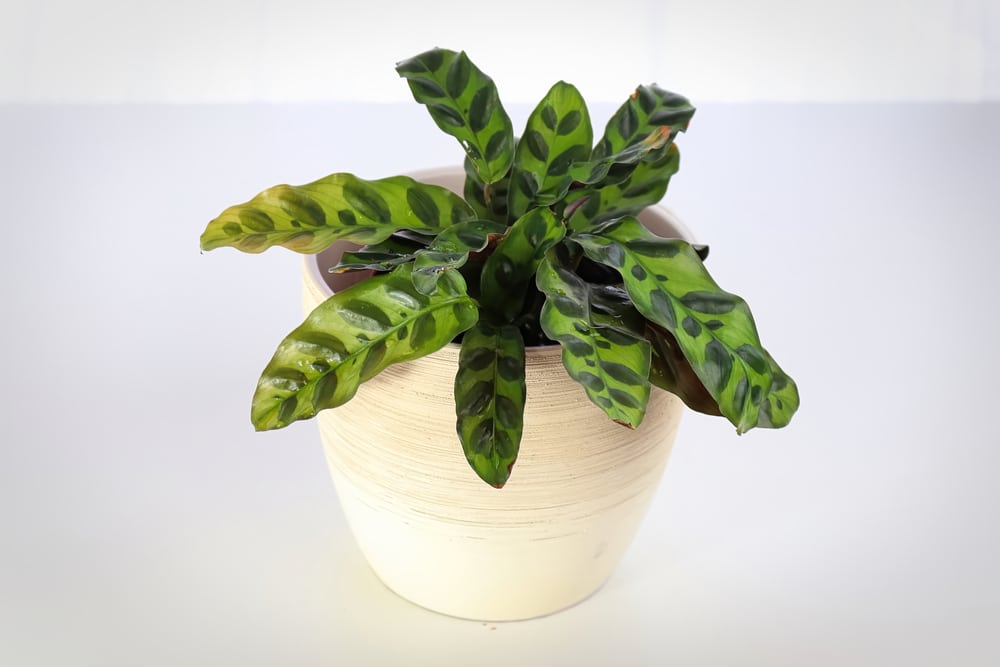 rattlesnake calathea insignis