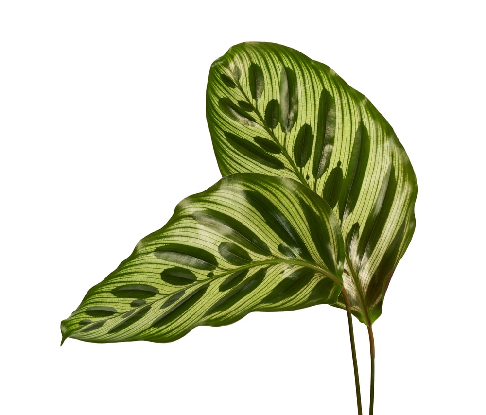 calathea makoyana