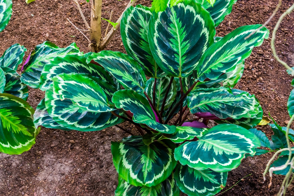 calathea medallion