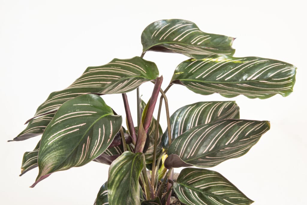 calathea ornata