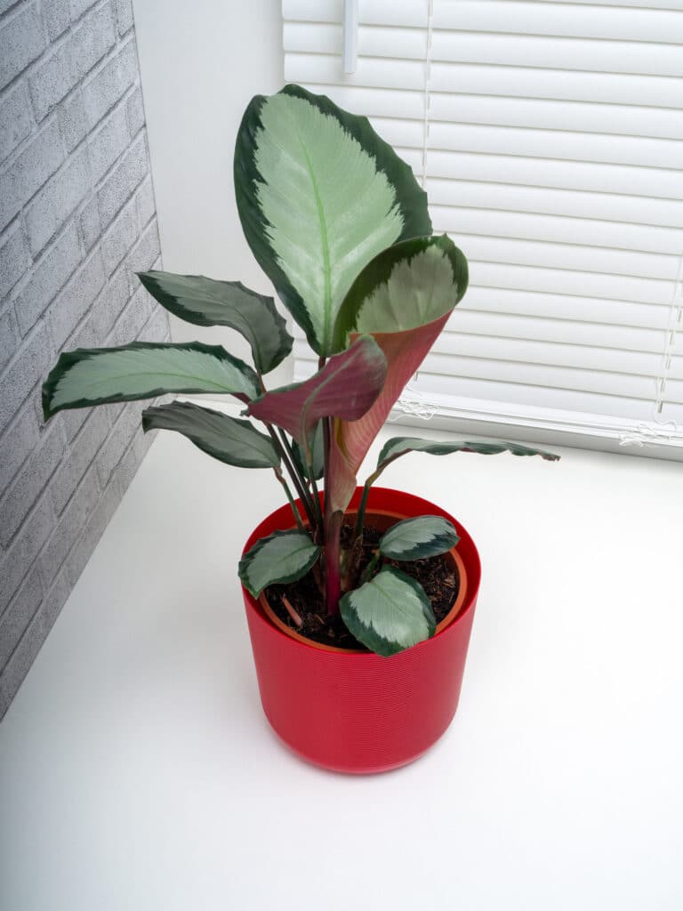 Calathea Picturata