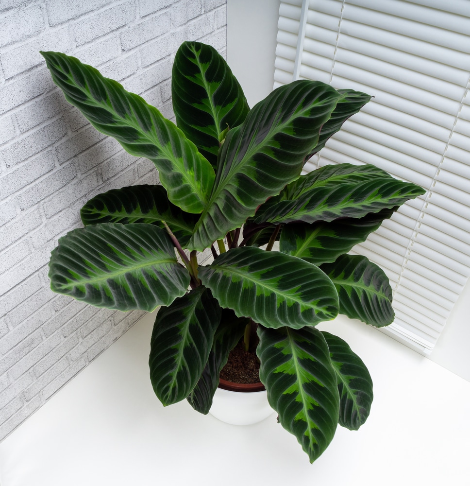 Calathea warscewiczii