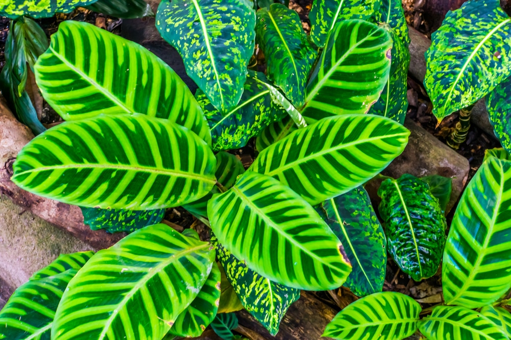 calathea zebrina