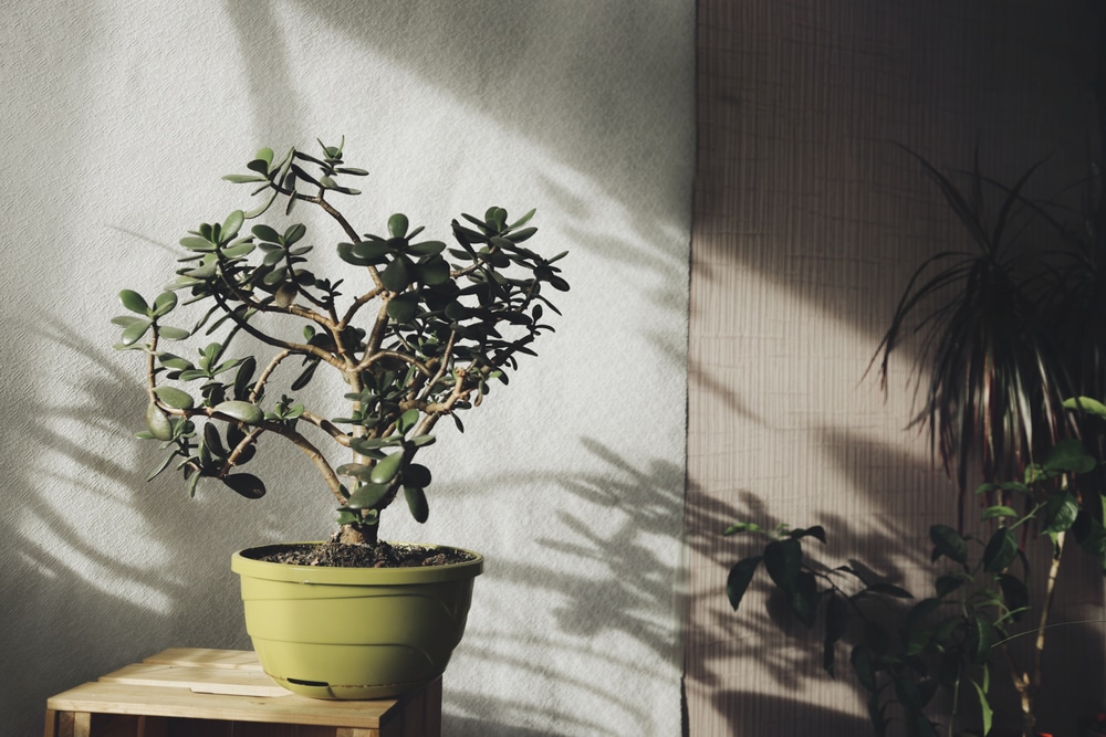 jade plant tree