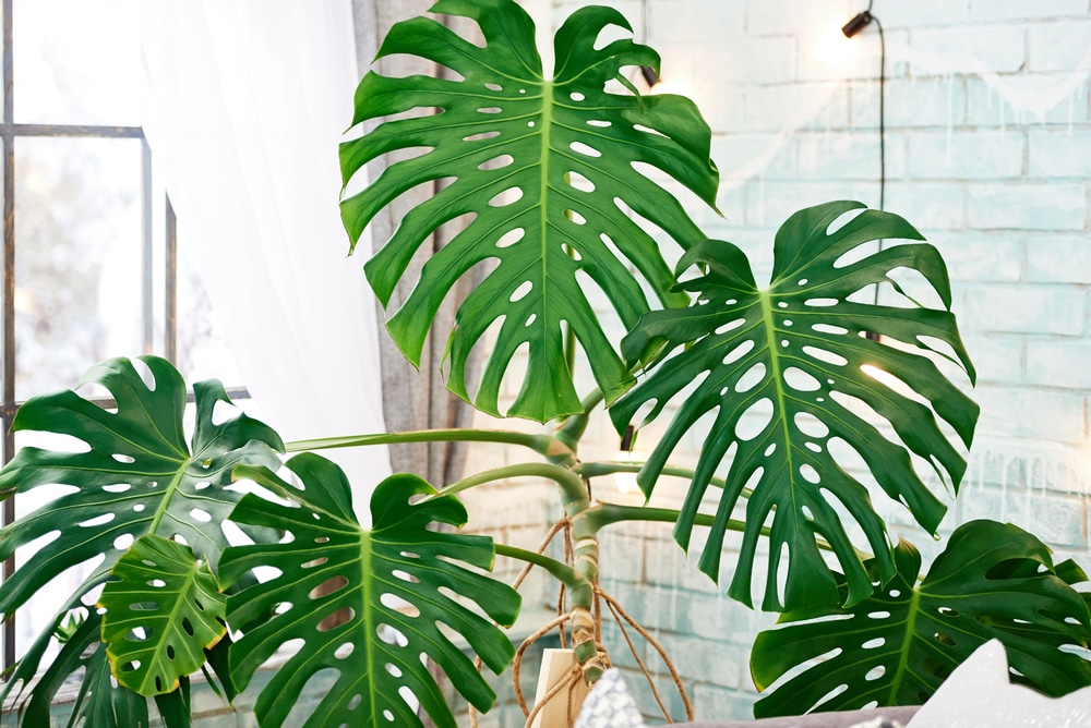 monstera varieties