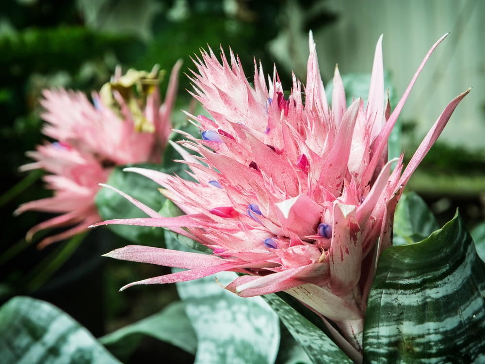 Aechmea Fasciata