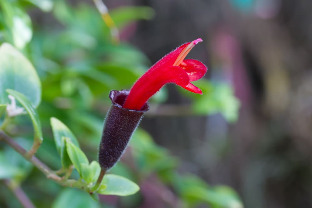 Aeschynanthus radicans