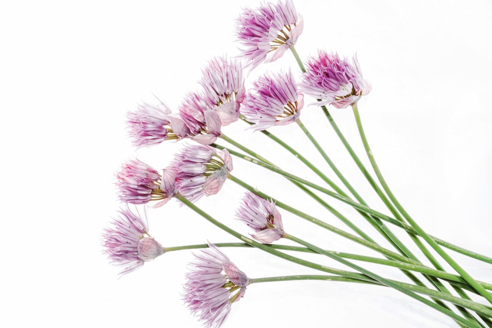 Allium schoenoprasum