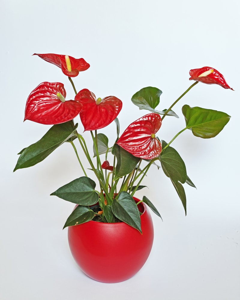 Anthurium andraeanum