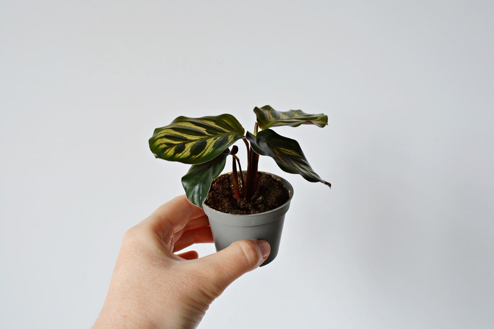 Calathea makoyana