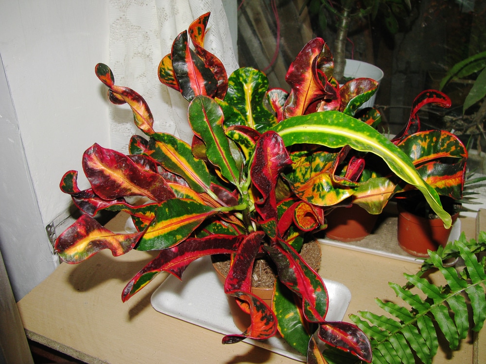 Codiaeum Variegatum Care (Croton Mammy) | Just Houseplants