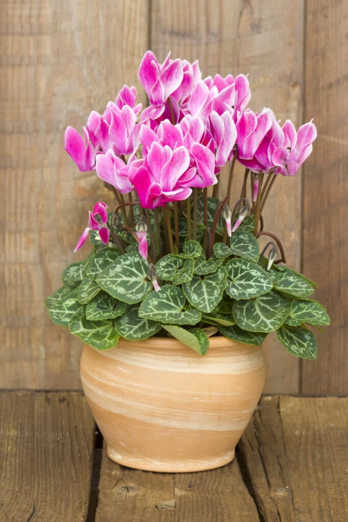 Cyclamen persicum