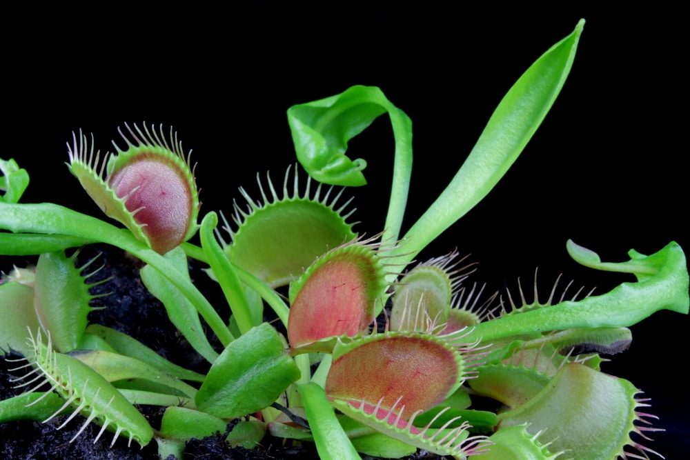 Dionaea muscipula venus fly trap