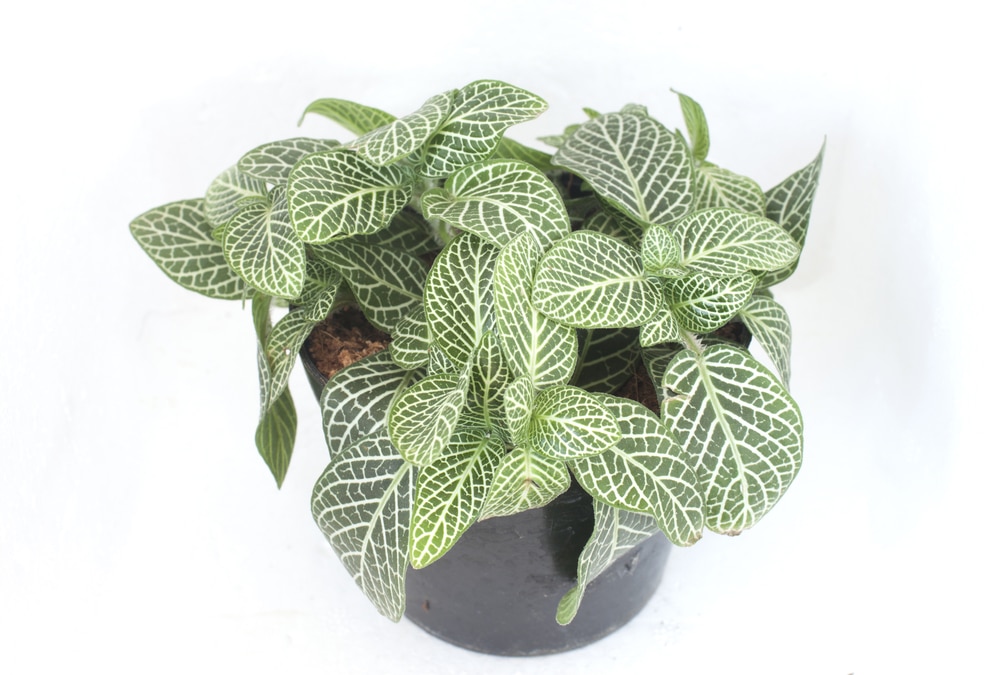 Fittonia albivenis nerve plant