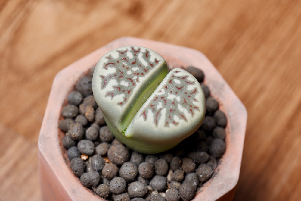 Lithops cactus