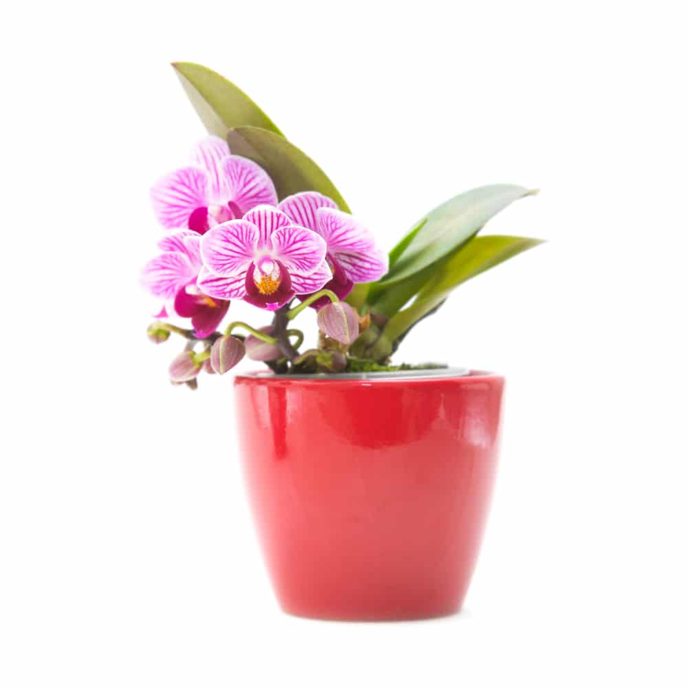 Phalaenopsis