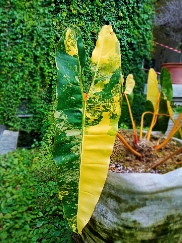 Philodendron Billietiae variegated