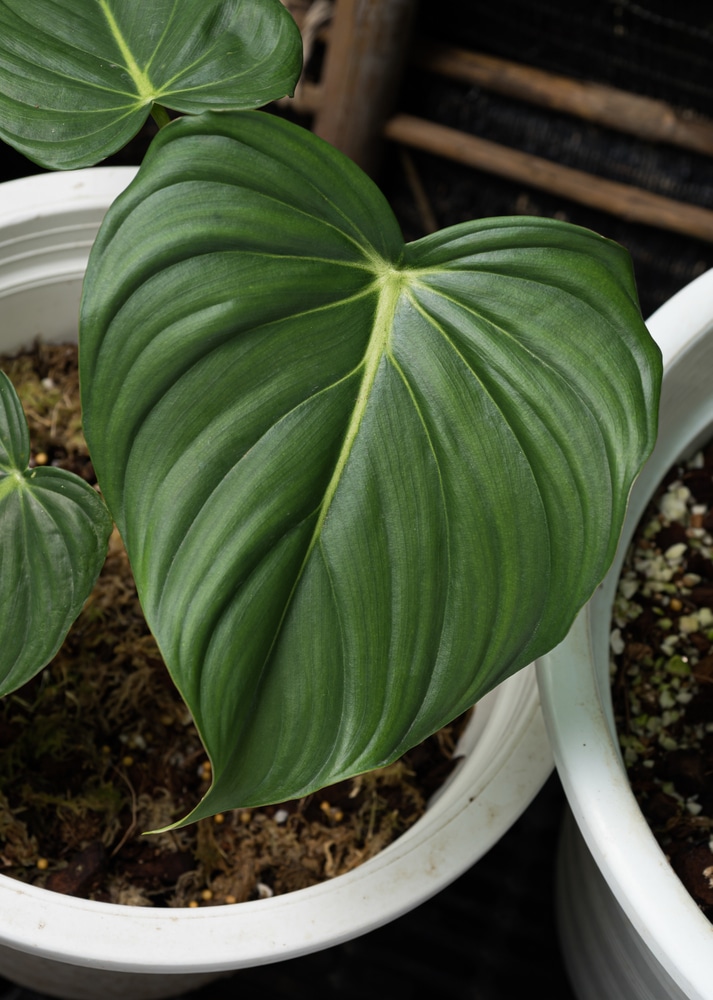 Philodendron McDowell