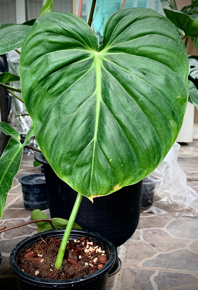 Philodendron McDowell